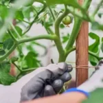 Quando si seminano i pomodori? Ecco la risposta