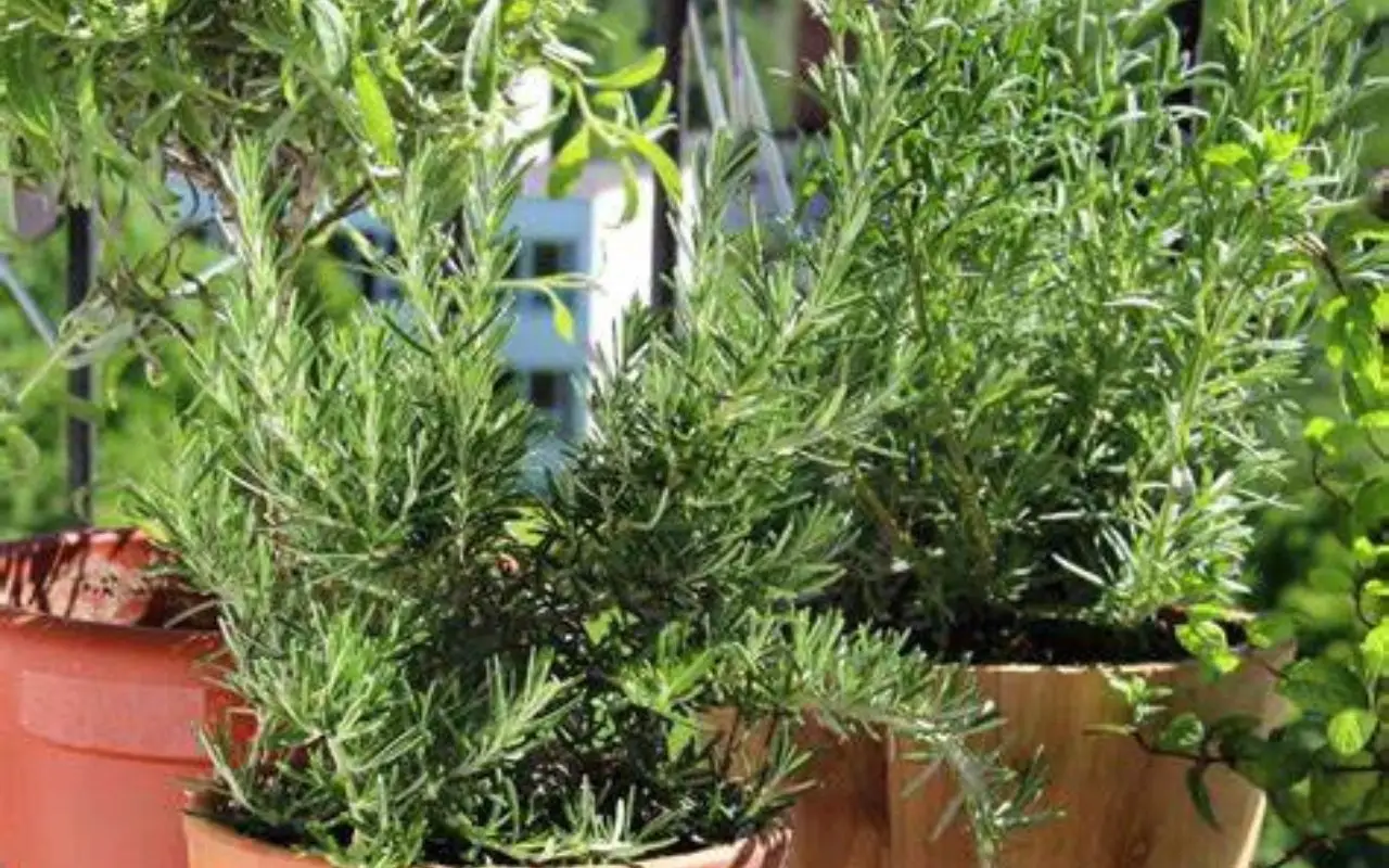 7 piante aromatiche facili da coltivare sul balcone: la quarta è resistente a tutto