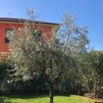 Quanto potare l’albero di ulivo? Ecco la risposta dell’esperto