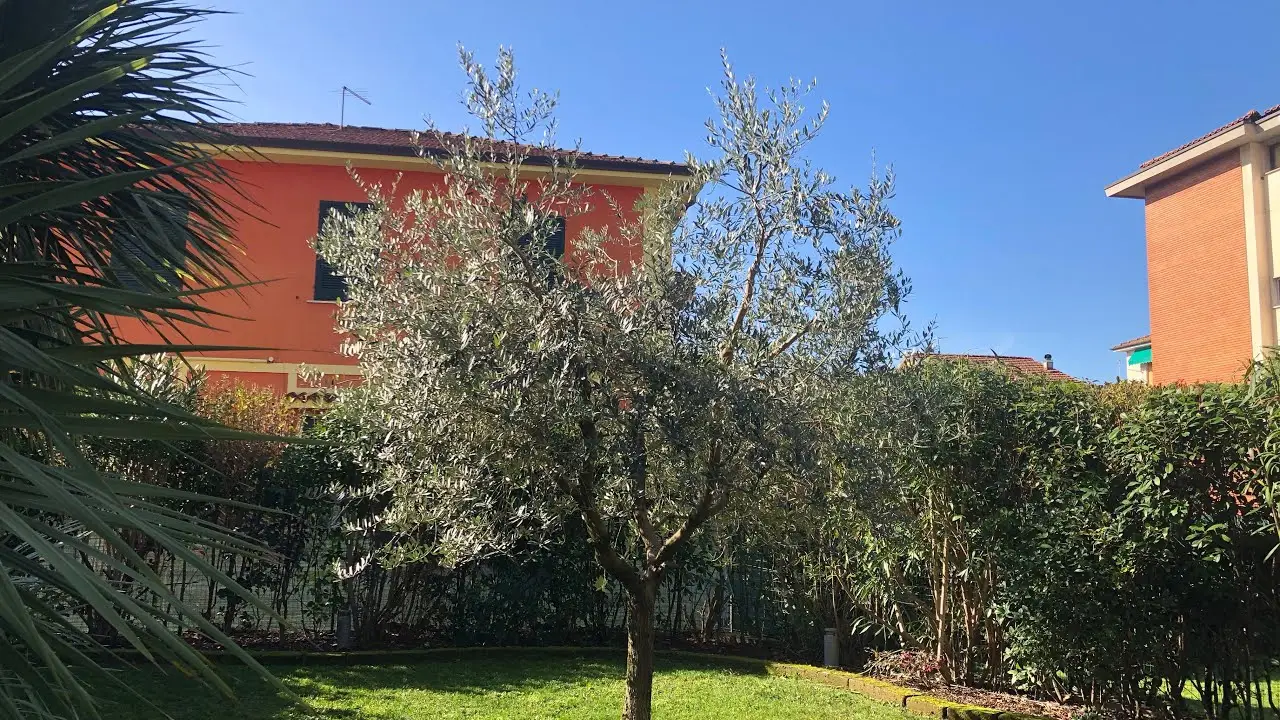 Come piantare un albero di ulivo: la tecnica migliore