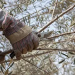 Quando potare l’olivo? I consigli degli esperti