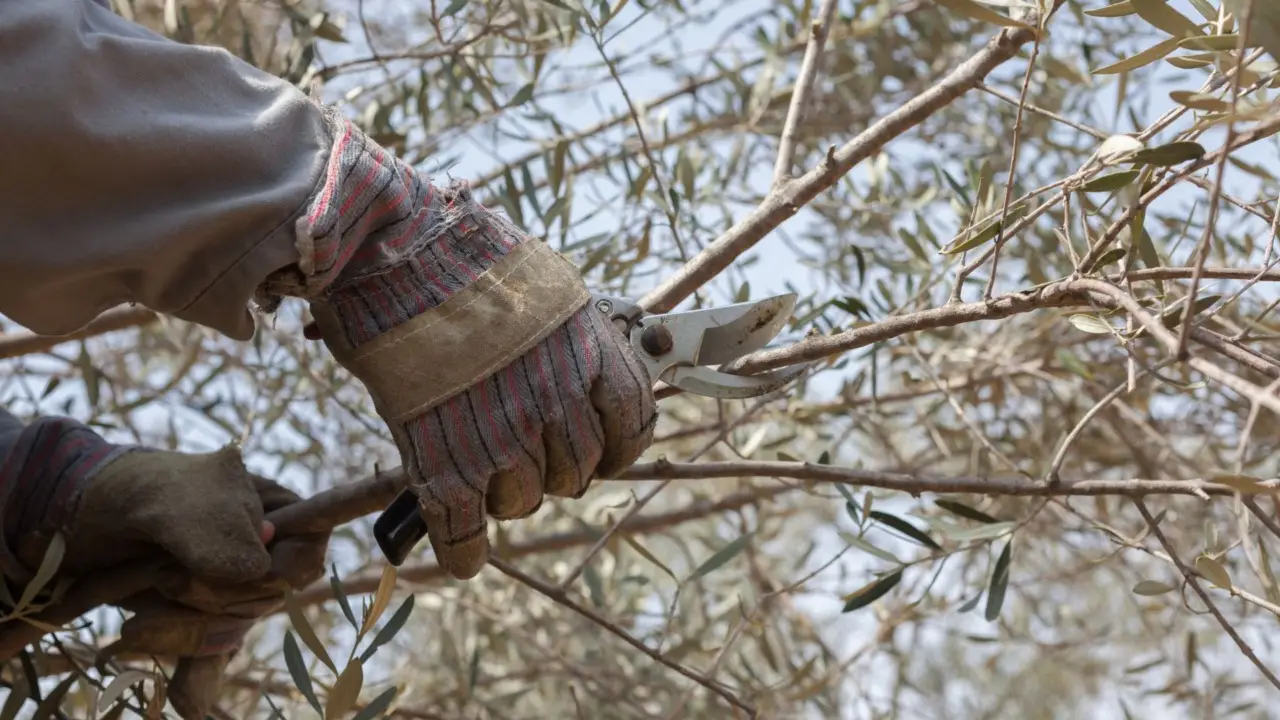 Quando si deve potare l’ulivo? Ecco la risposta