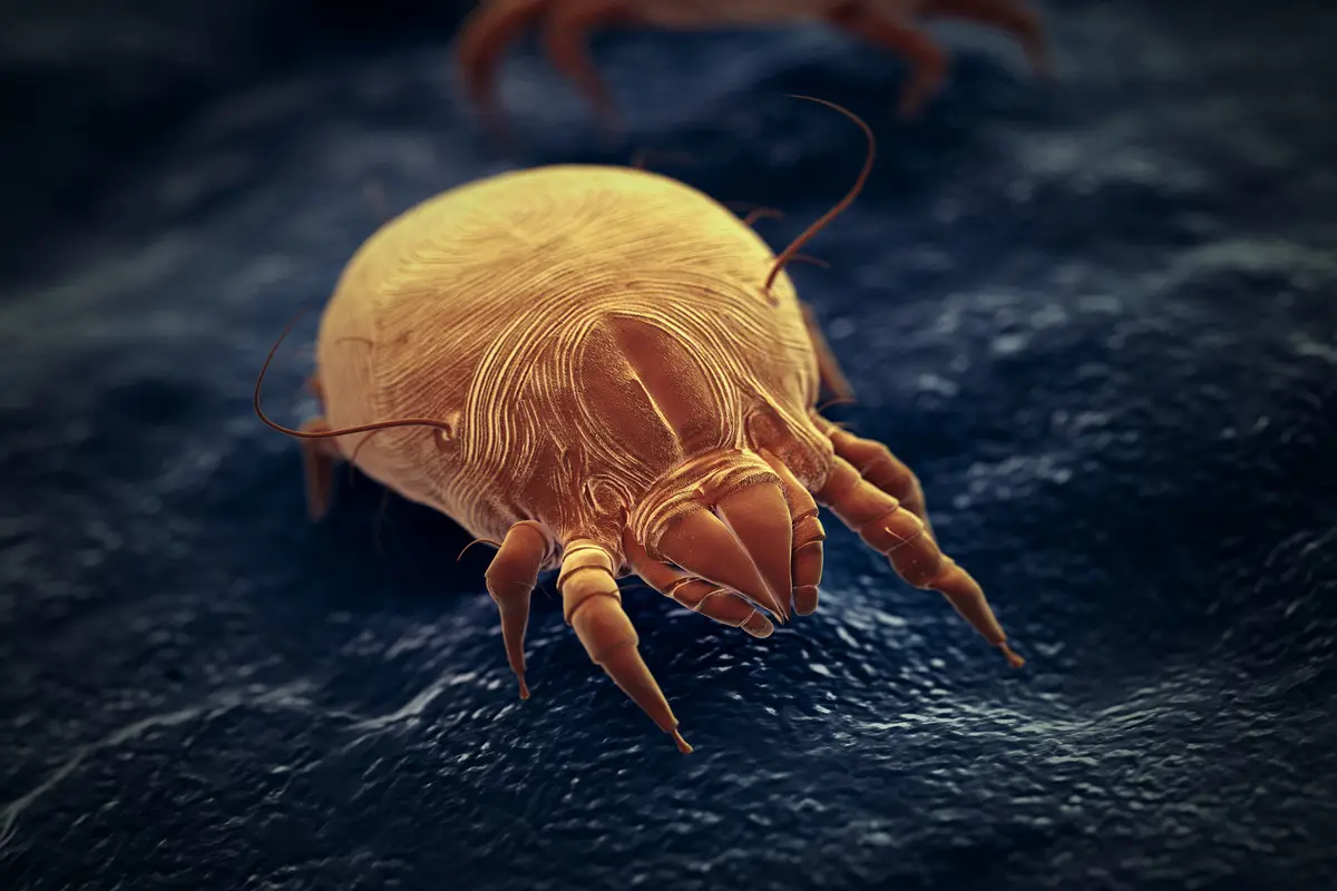Come eliminare gli acari dal letto? Il rimedio naturale più usato