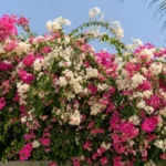 Miglior concime per il bouganville: ecco quale utilizzare