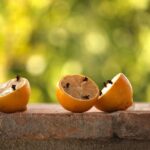 Pianta repellente per zanzare, efficace alternativa naturale agli spray chimici.