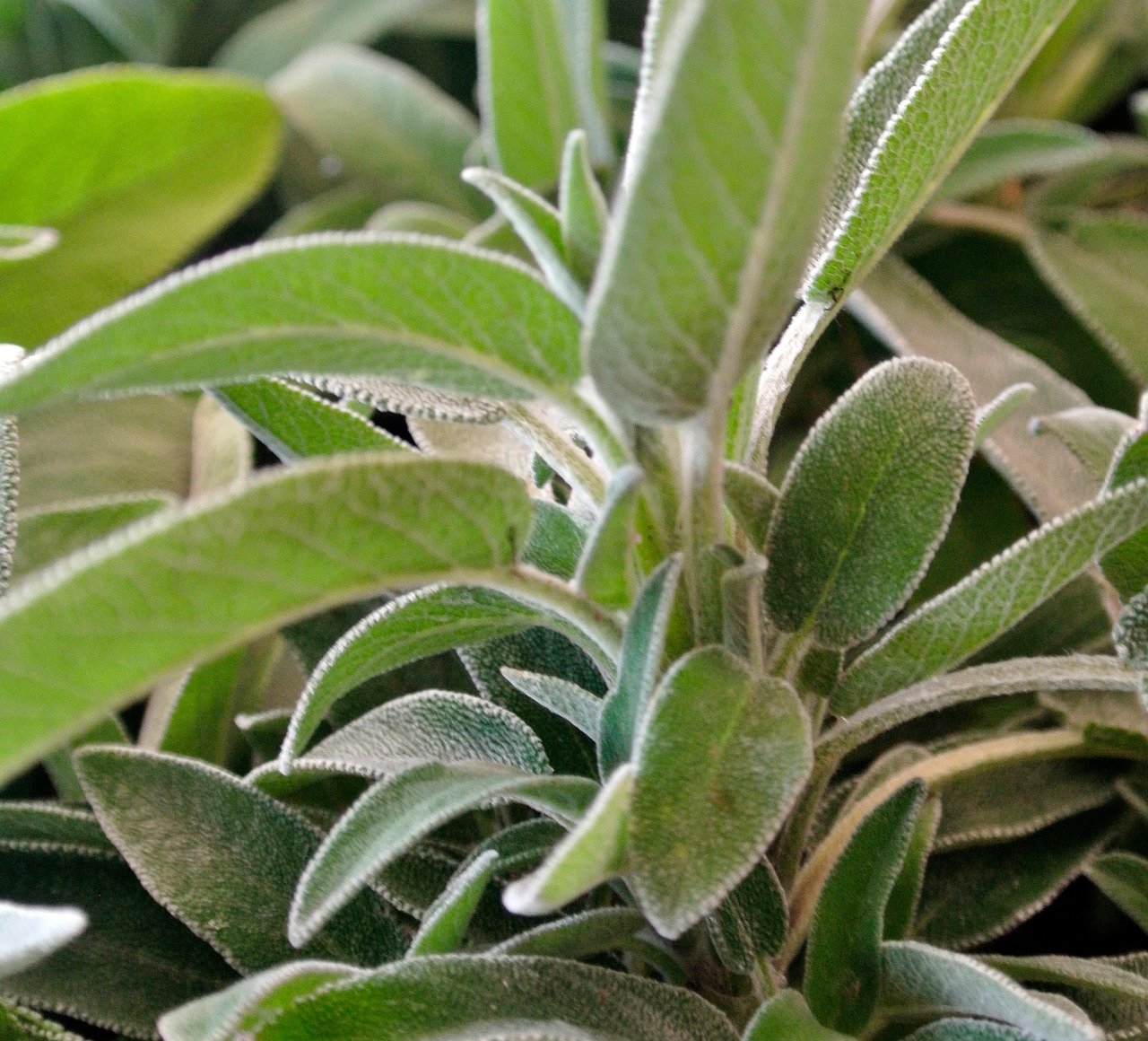 Due piante aromatiche, salvia e rosmarino, in vaso con cartello che indica il conflitto tra di esse.