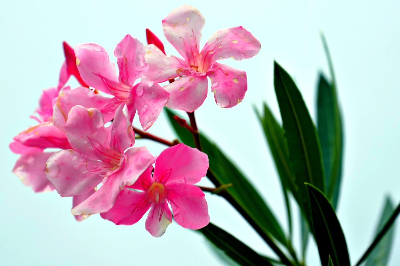 Talea di oleandro in un bicchiere d'acqua, pronta per radicare, con foglie verdi e lattice visibile.
