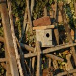 Pettorosso che esplora una casetta nido con ingresso basso, ideale per la sua nidificazione.