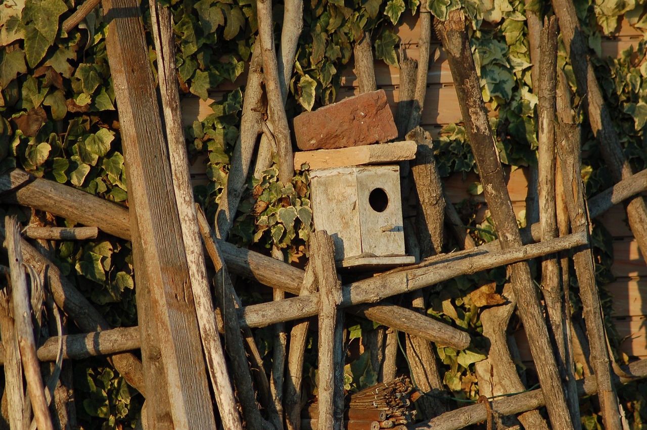 Pettorosso che esplora una casetta nido con ingresso basso, ideale per la sua nidificazione.