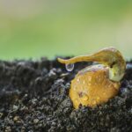Nocciolo di avocado piantato in vaso con germogli verdi, simbolo di crescita e pazienza.