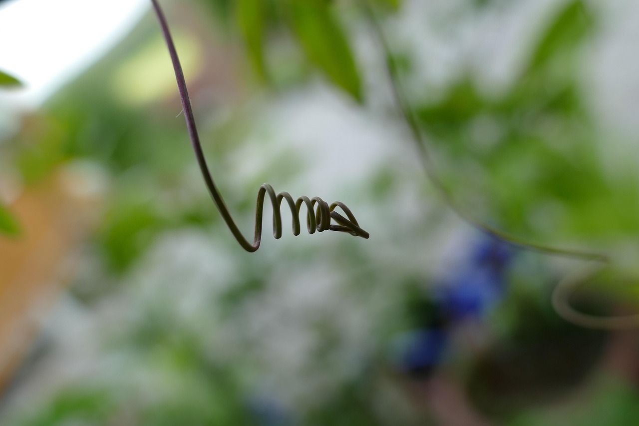 Glicine verde senza fiori, simbolo di una pianta giovane che necessita di tempo per fiorire.