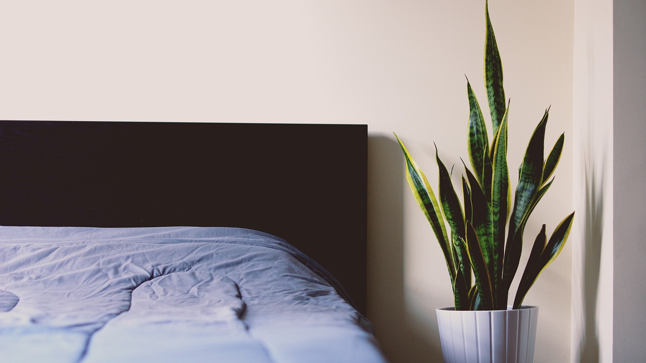 Sansevieria e Aloe in una camera da letto, piante che purificano l'aria e migliorano l'ambiente domestico.