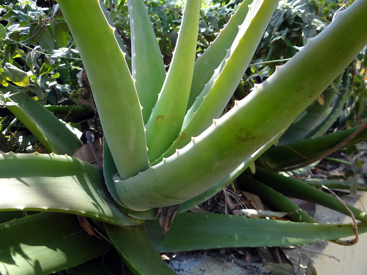 Pianta di aloe vera con foglie marroni, evidenziando il danno da esposizione al sole diretto.