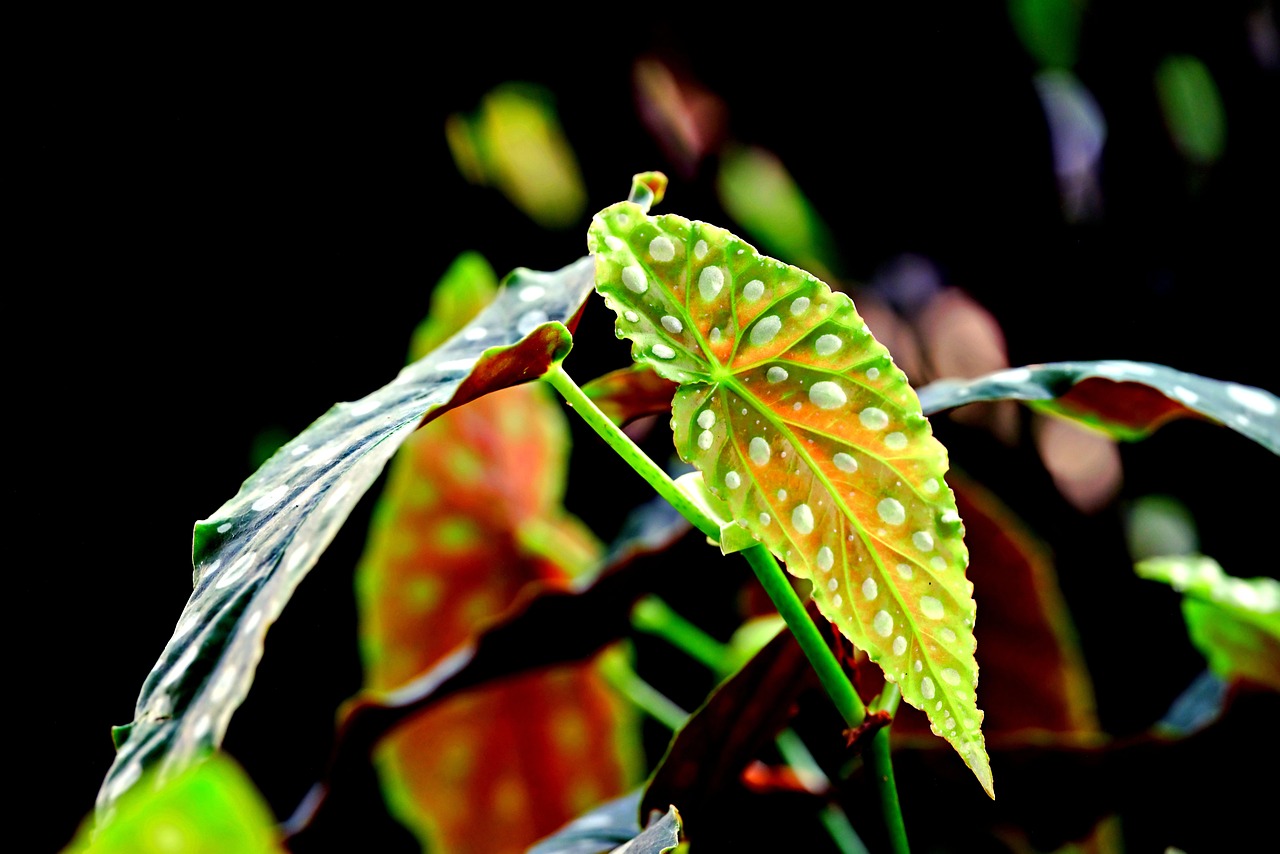Foglia della Begonia maculata, caratterizzata da macchie bianche su fondo verde, simbolo di tendenza botanica.
