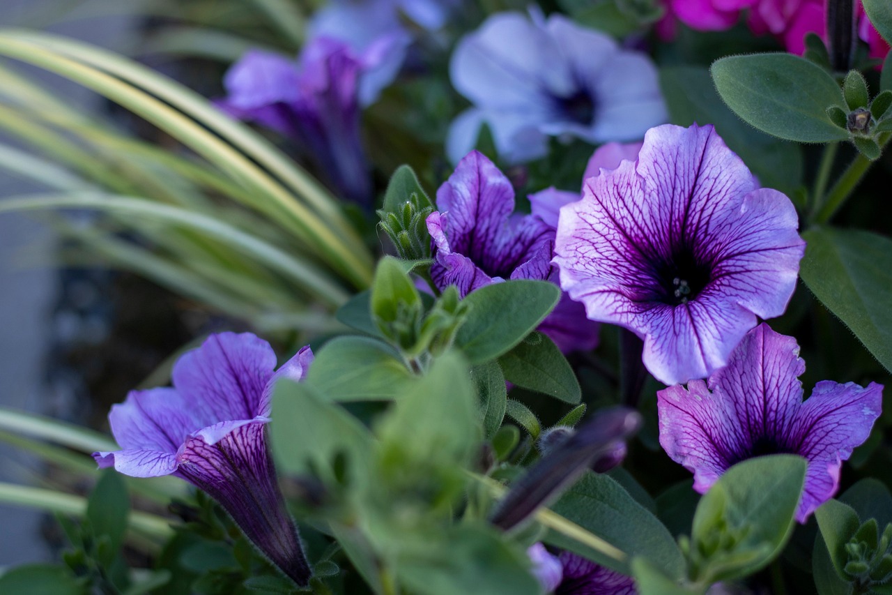 Confronto tra piante annuali e perenni in un giardino fiorito.