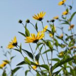 Fiori gialli di topinambur con tuberi freschi in primo piano, evidenziando la loro crescita e diffusione.