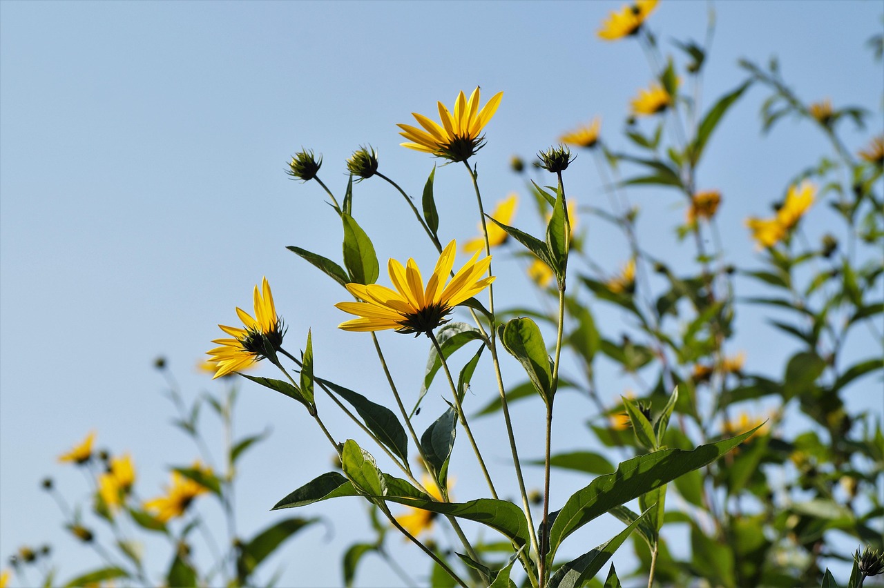 Fiori gialli di topinambur con tuberi freschi in primo piano, evidenziando la loro crescita e diffusione.