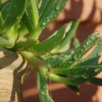 Acqua condensata del condizionatore, perfetta per irrigare piante grasse e succulente.