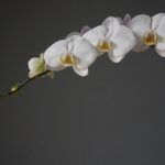 Orchidea con radici argentee e verdi, simbolo di idratazione e salute della pianta.