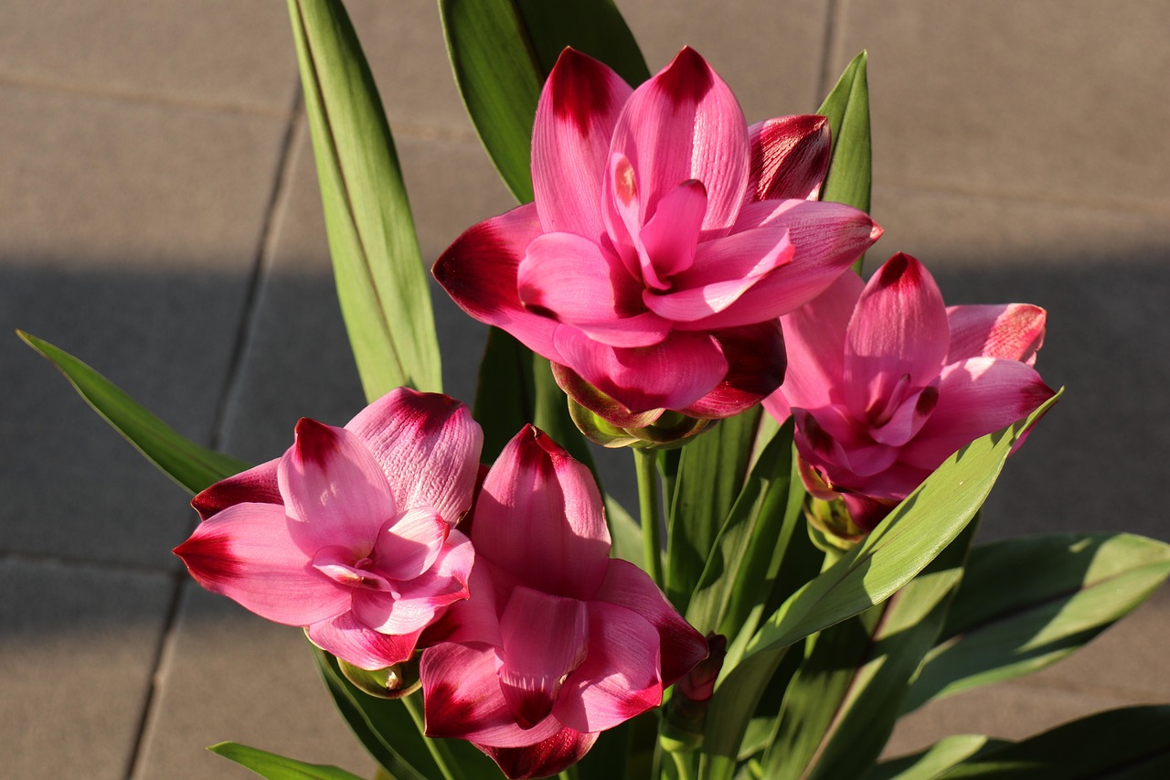Curcuma in vaso con fiori colorati, splendidi e duraturi per mesi.