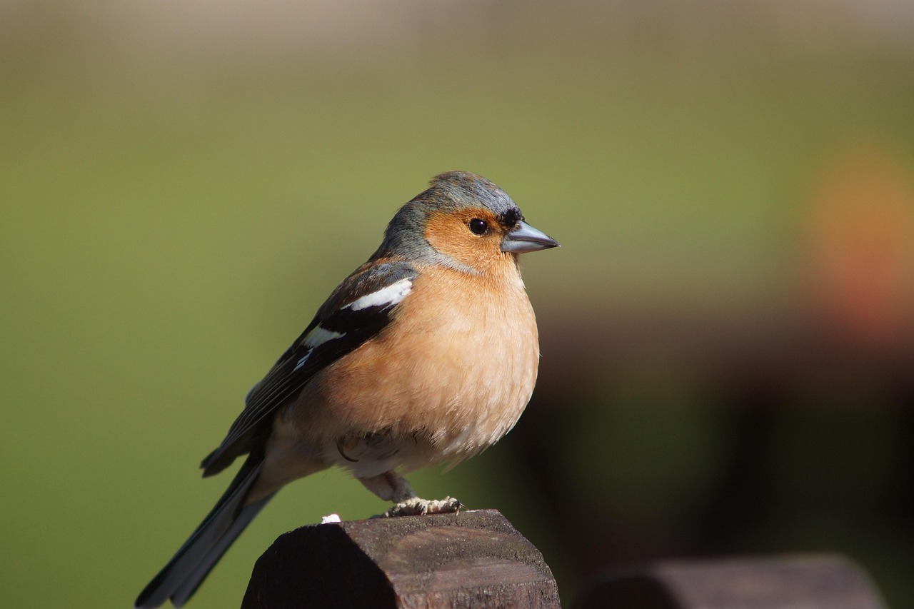 Pettirosso che si nutre di semi di girasole decorticati in un giardino.