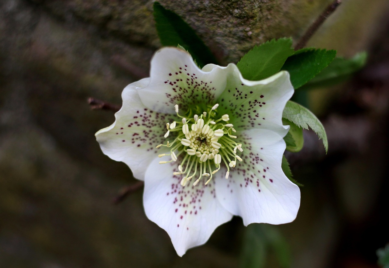 Elleboro e Calicanto fioriti in inverno, simboli di bellezza e resilienza nella stagione fredda.