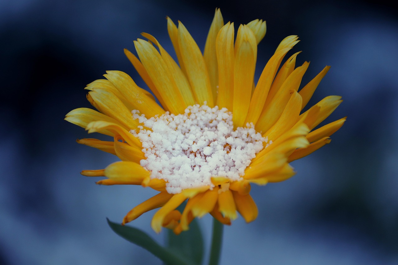 Piante verdi con foglie rigogliose, simbolo di salute grazie all'uso dell'aspirina per rafforzarne le difese.