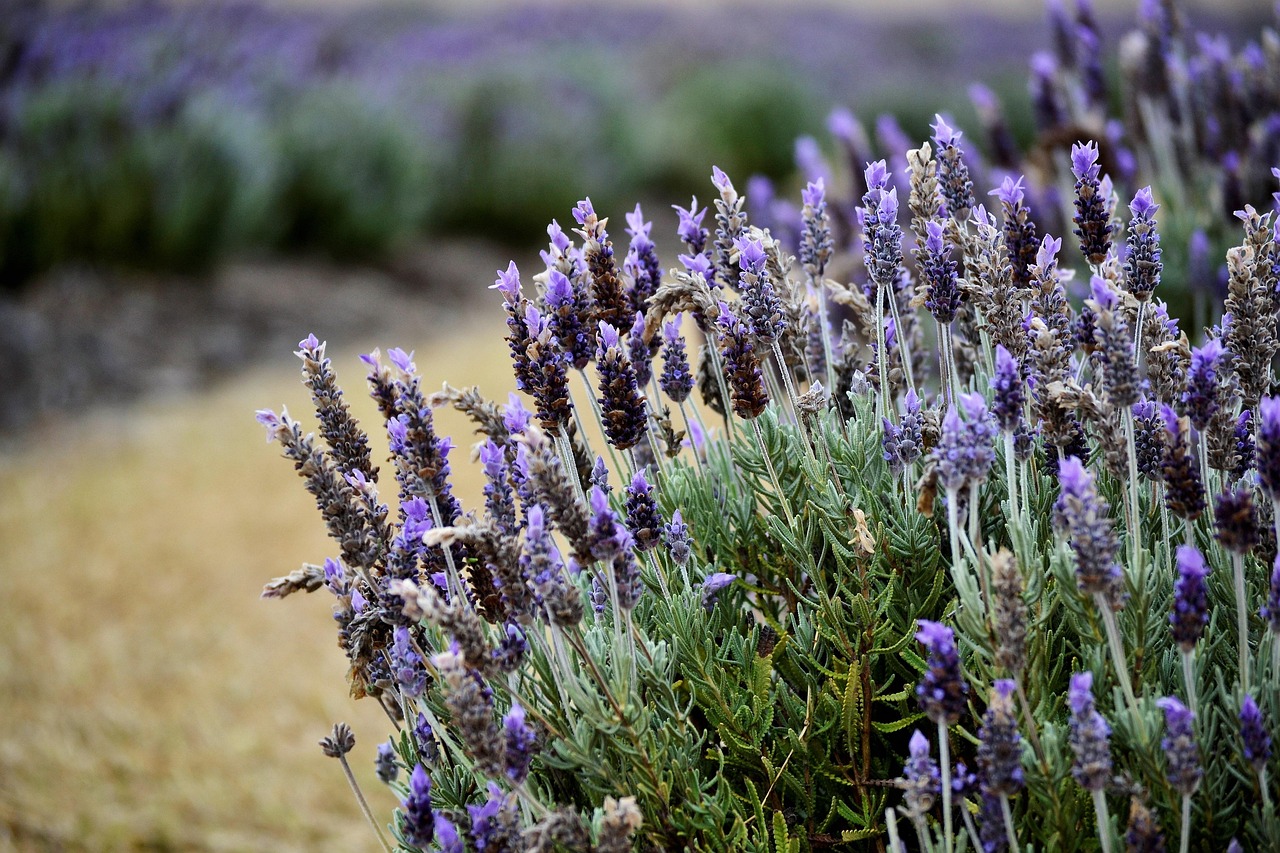 Cespuglio di lavanda fiorito in giardino, pronto per la potatura per una crescita sana e compatta.