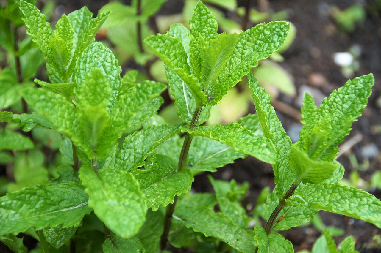 Formiche nell'orto vicino a piante di menta, pronte a scomparire con il rimedio naturale.