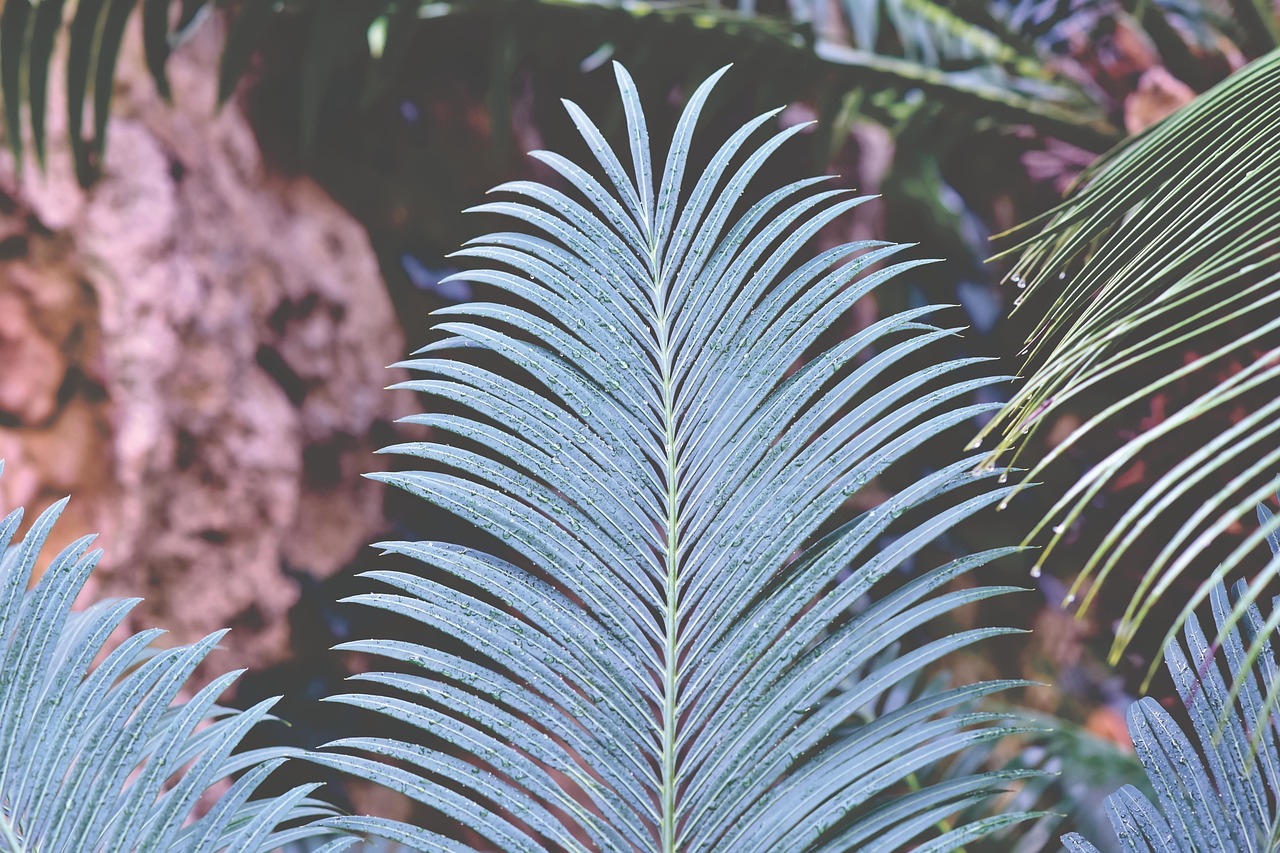 Foglie di Cycas ingiallite a macchie, indicativa di carenza di manganese.