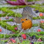 Pettirosso posato su un ramo, simbolo della fauna protetta nei giardini senza pesticidi.