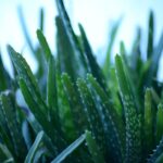 Aloe vera sana e rigogliosa in vaso, simbolo di cura e crescita ottimale della pianta.