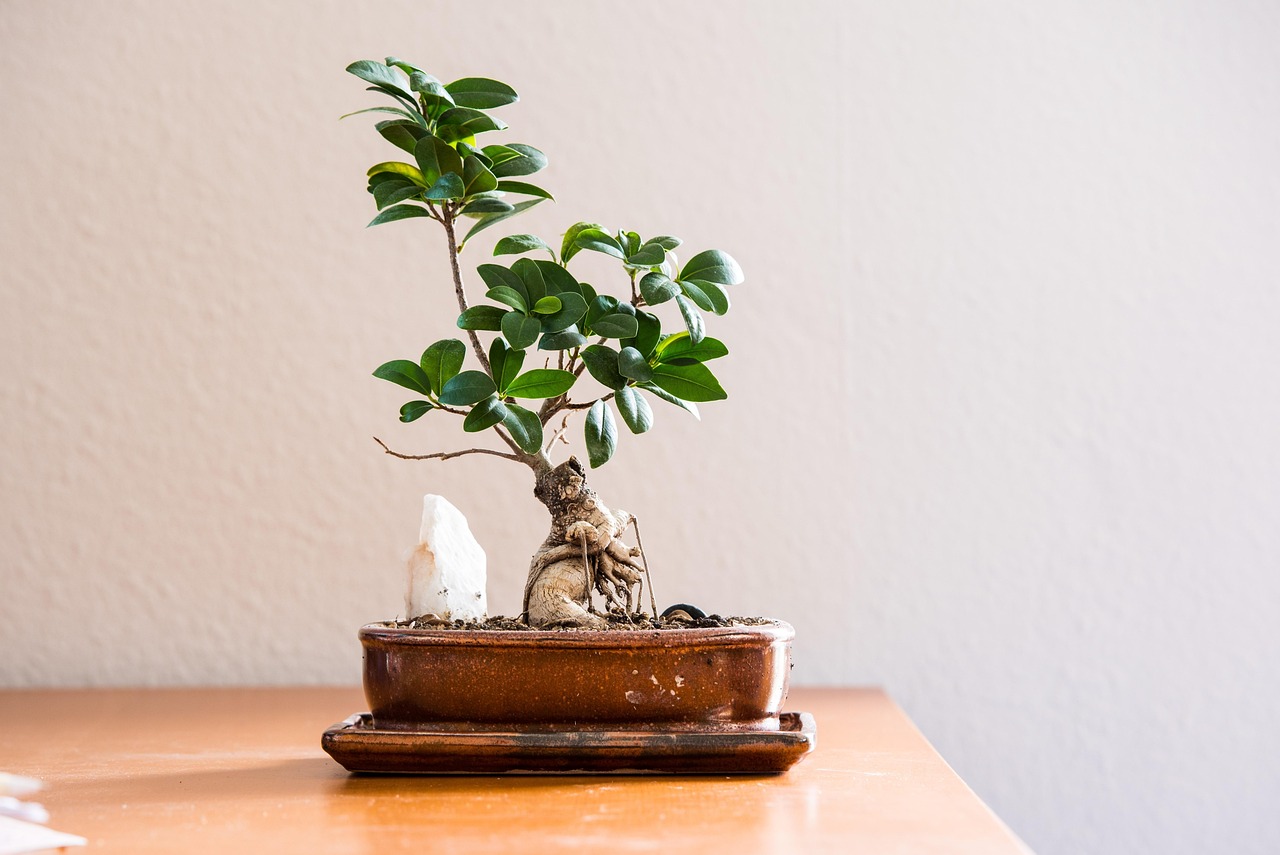 Bonsai ficus ginseng con foglie verdi, posizionato in un ambiente interno illuminato.