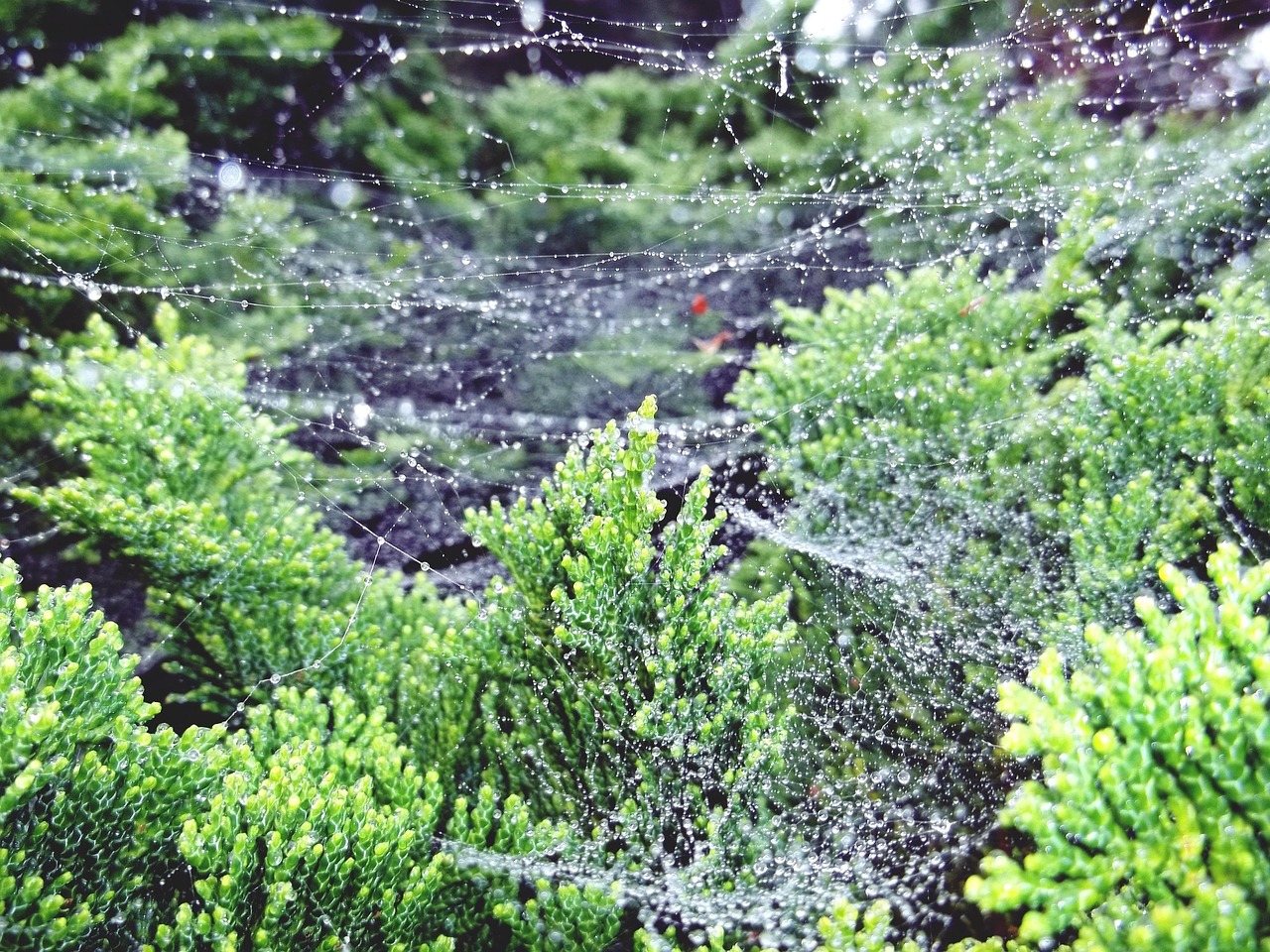 Ragnatele su piante, evidenziando la presenza del ragnetto rosso, un acaro dannoso per la vegetazione.
