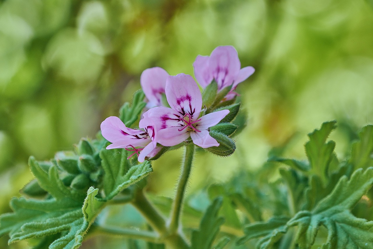 Pianta repellenti per zanzare in giardino, migliore alternativa alla citronella.