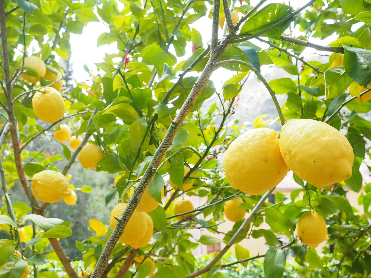 Limoni in vaso con foglie verdi, pronti per ricevere acqua di cottura delle patate per una crescita abbondante.