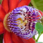 Fiore di passiflora con petali colorati e frutti commestibili in evidenza.