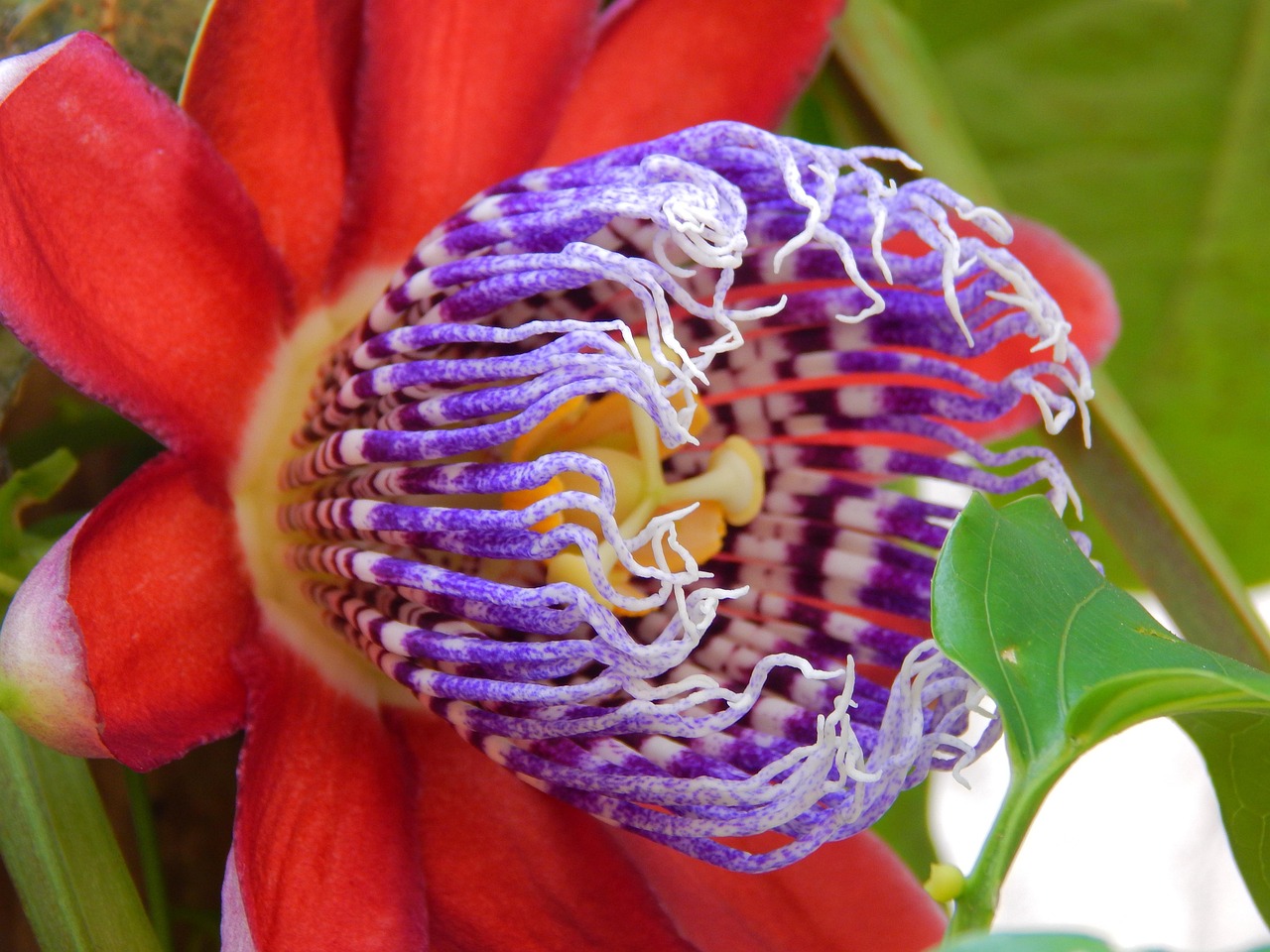 Fiore di passiflora con petali colorati e frutti commestibili in evidenza.