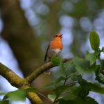 Pettoroso con collare e campanellino, avvisando il gatto della sua presenza in giardino.