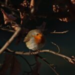 Pettorosa invernale mentre si nutre di una pallina di strutto e semi appesa a un albero.