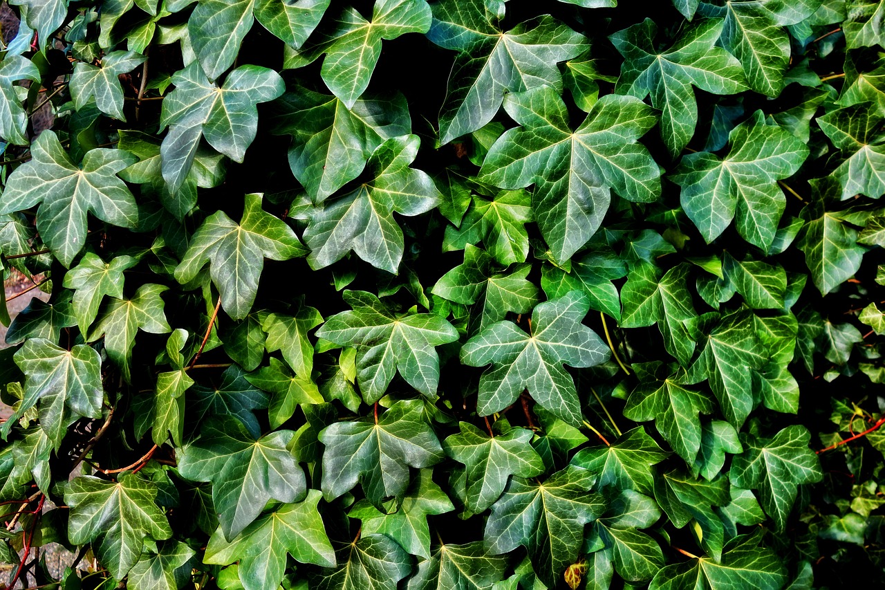 Ivy che cresce su un muro urbano, simbolo delle piante antismog che purificano l'aria.