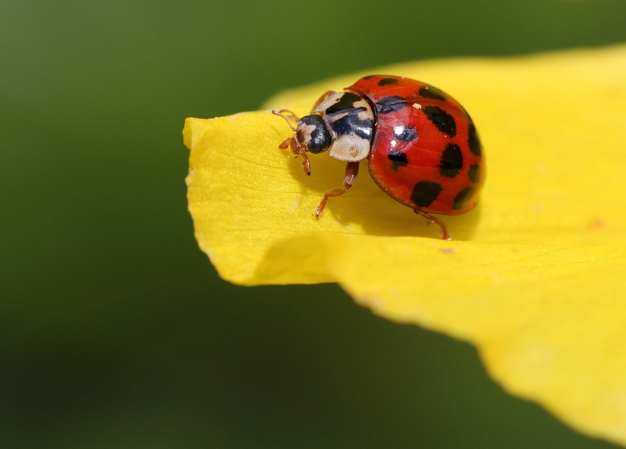 Coccinella su foglia verde, simbolo naturale per il controllo dei parassiti in giardino.