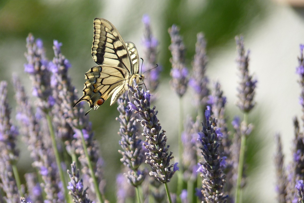 Fiori di lavanda in campo, simbolo di bellezza e repellenza per insetti.