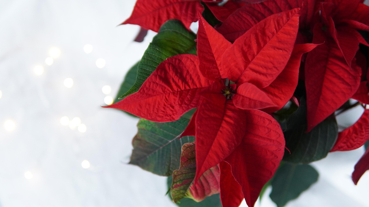 Stella di Natale con foglie ingiallite, pronta per potatura a 10 cm dopo la caduta delle foglie a gennaio.
