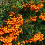 Pyracantha con bacche arancioni e spine, ideale per siepi protettive e nutriente per gli uccelli in inverno.
