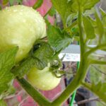 Pomodori con germogli ascellari rimossi, pronti per un raccolto abbondante.