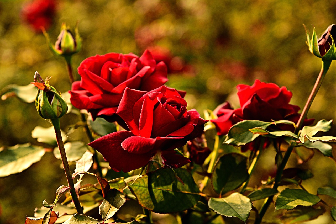 Rose con foglie verdi e un terreno fertile, con una buccia di banana sotterrata ai piedi della pianta.